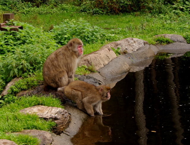 Affenberg / Burg Landskron 2