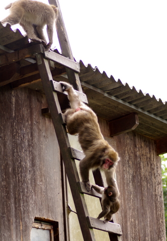 Affenberg / Burg Landskron 2