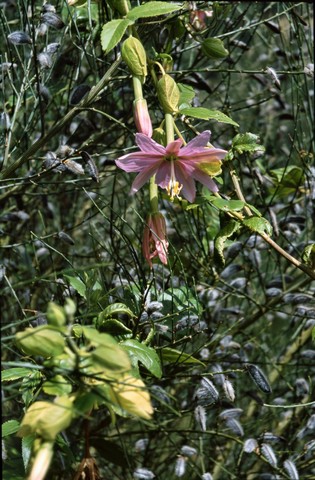 Madeira , die Vulkan- aber auch Frühlingsinsel, Teil 2 6