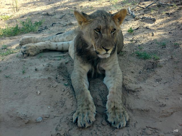 Kgalagadi Park 4