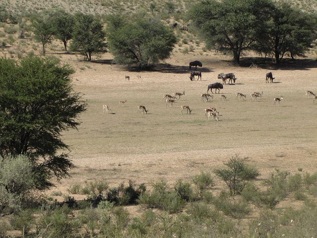 Kgalagadi Park 3