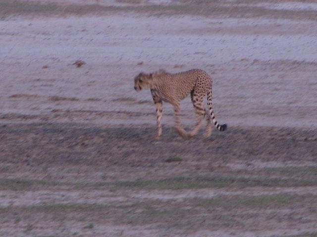 Kgalagadi Park