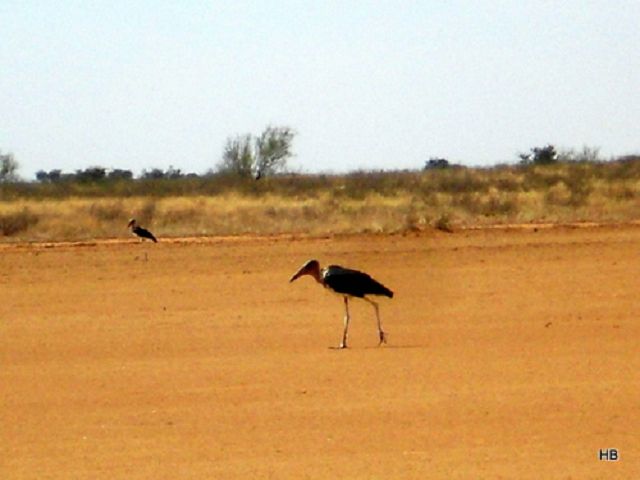 Namibia 2011/12