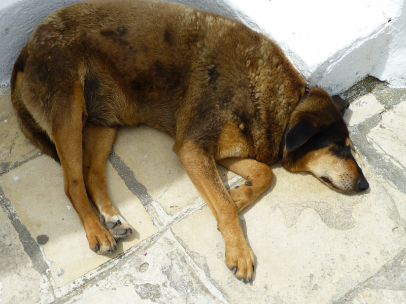 GR:Korfu>Kanoni>Vlacherna>Hund