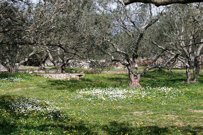 Camp Mindel Vela Luka 4