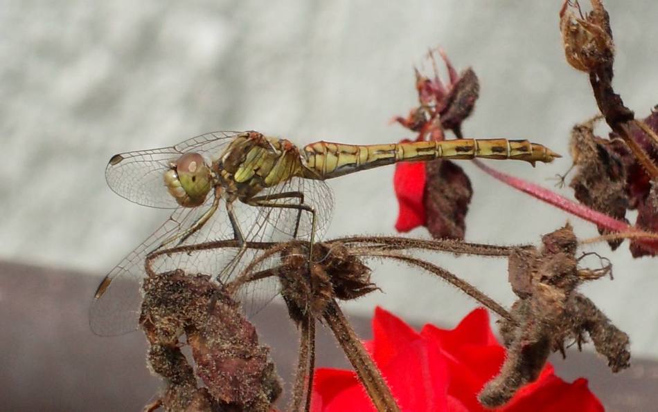 H:Lillafüred>Forellenhof>Libelle