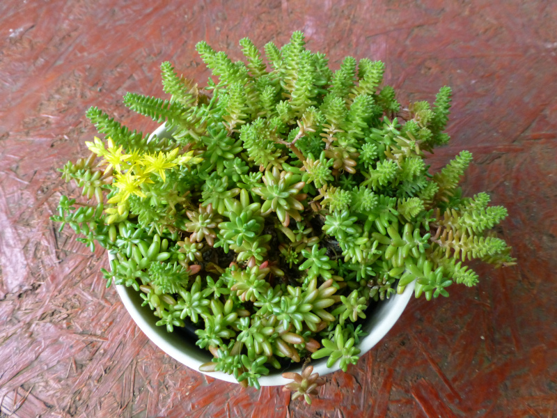 H:Lillafüred>Forellenhof>Blume14