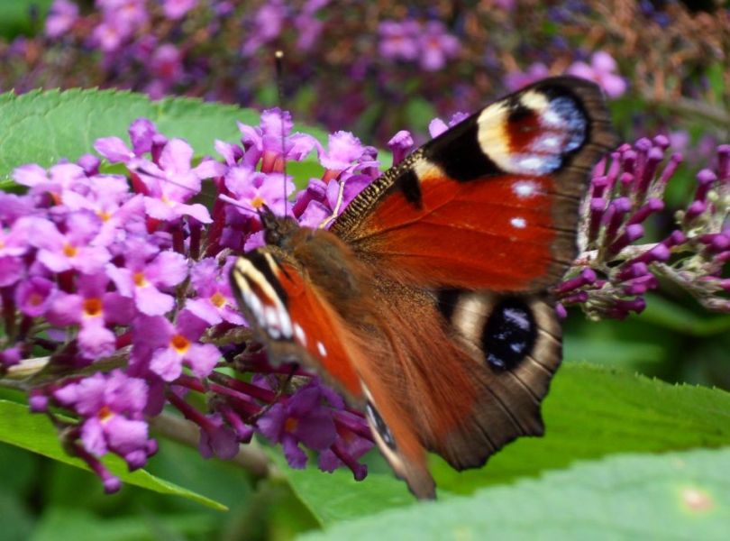 H:Lillafüred>Forellenhof>Tagpfauenauge