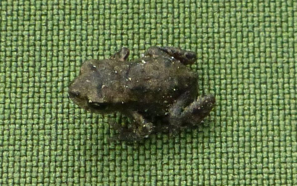 H:Lillafüred>Forellenhof>Kröte1