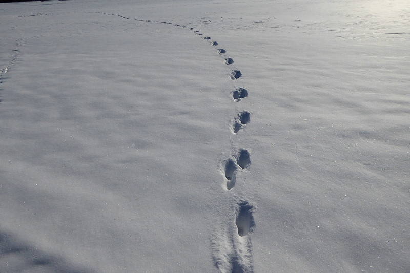 04 Tierspuren 800 016