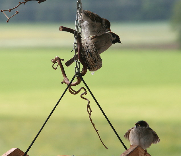 Spatzen Kinderstube 7