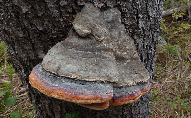 12 Ackernalm 046 800