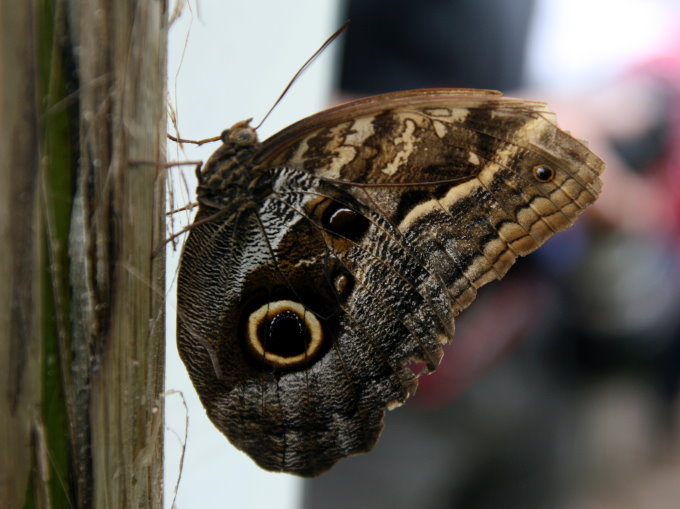 Botanischer Garten > Tropische Schmetterlinge 3