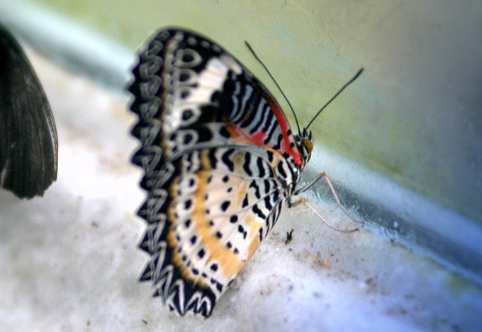 Botanischer Garten > Tropische Schmetterlinge 3