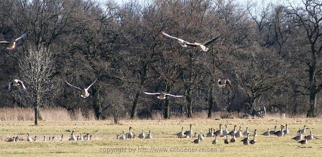 Graugänse am Chimesee 3