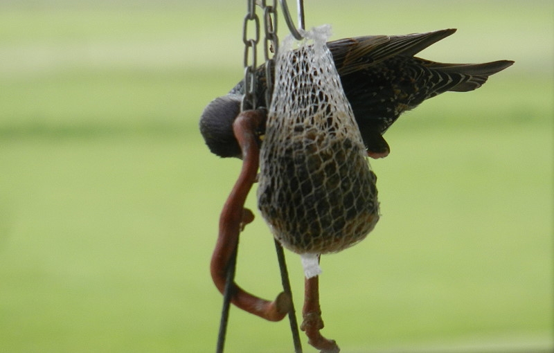 7 Vogelhäuschen 023 800