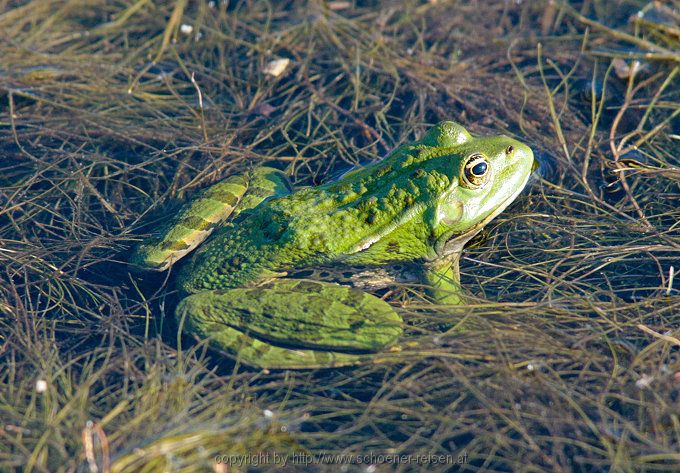 Frosch