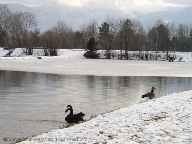 VÖGEL > Kanadagans und Trauerschwäne am Fischteich