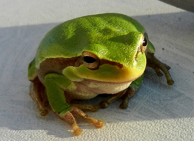 Frosch