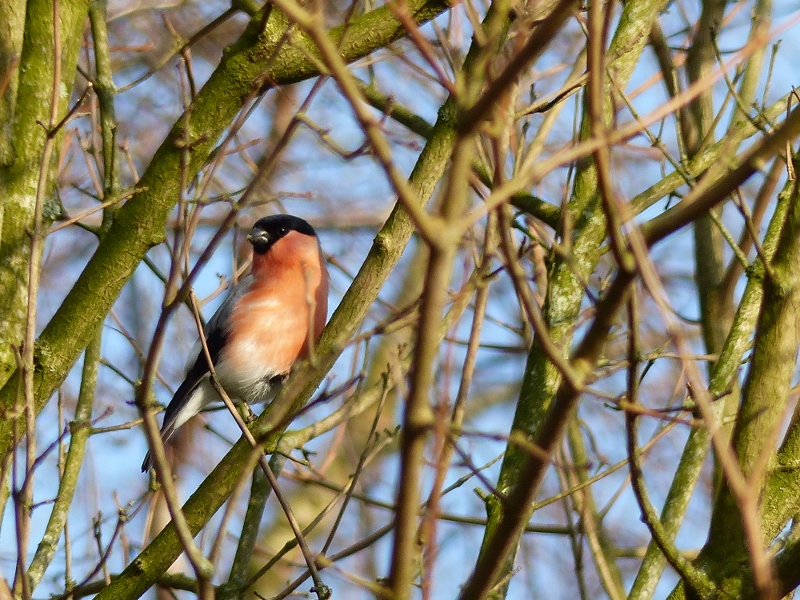 Gimpel oder Dompfaff