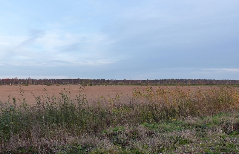 Kraniche im Vehnemoor