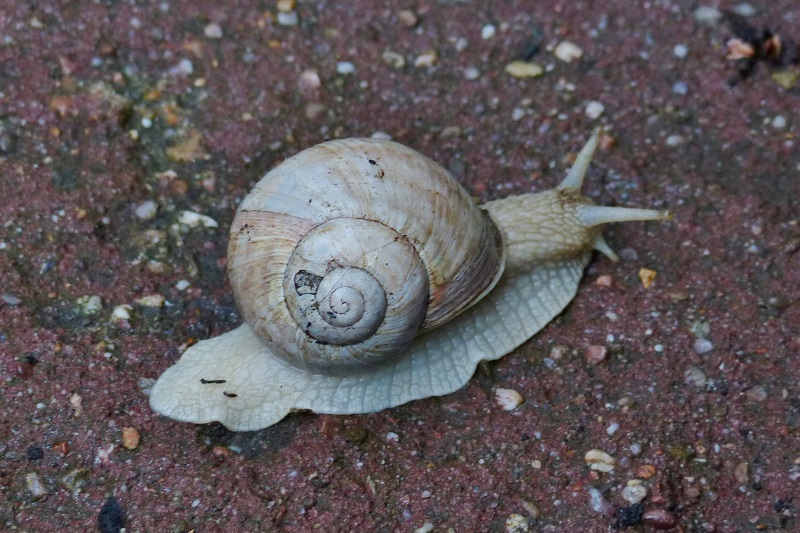 Weinbergschnecke