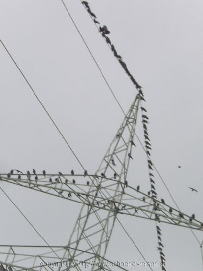 Vögel auf der Leitung nah
