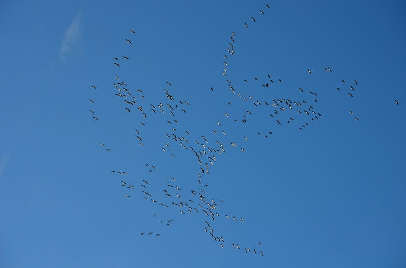 Kraniche Herbst 2014 DSC_8148