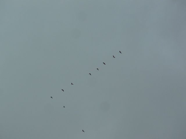 Vogelzug