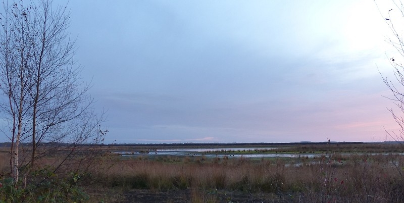 Moor
