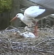 Webcam Störche