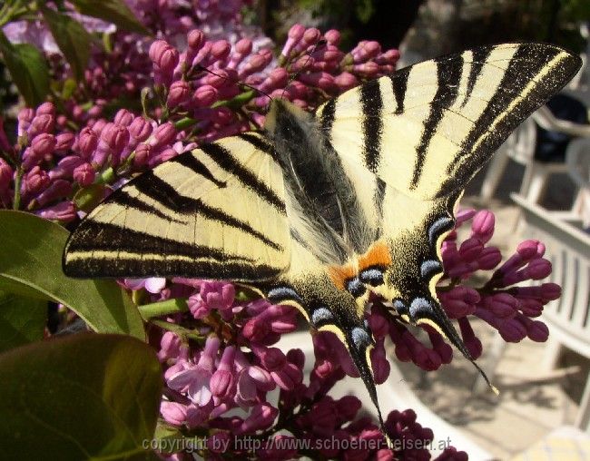 Insel Cres> Schwalbenschwanz