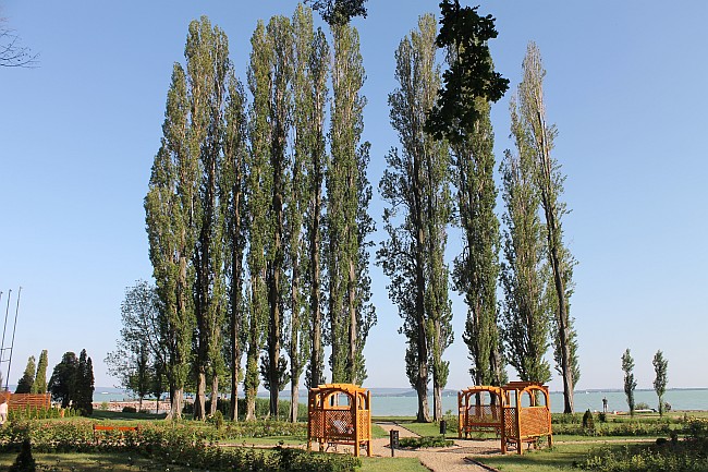 REVFÜLÖP > Pappeln am Rosengarten