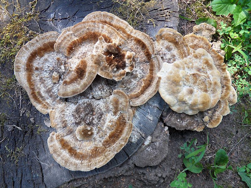 H:Mezőcsát>Riesenporling