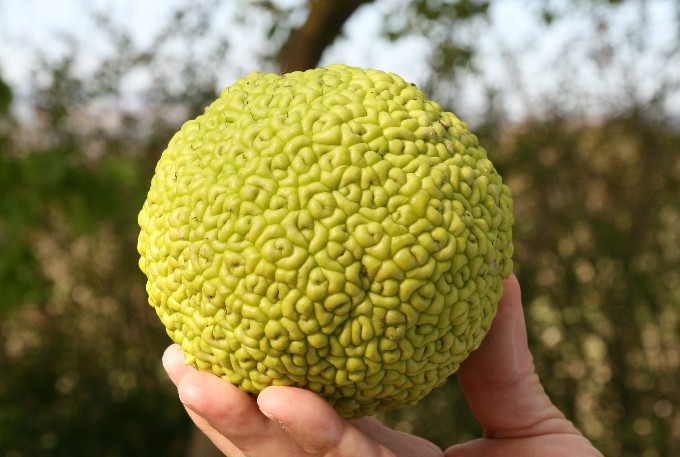 Milchorangenbaum  Osagedorn 2