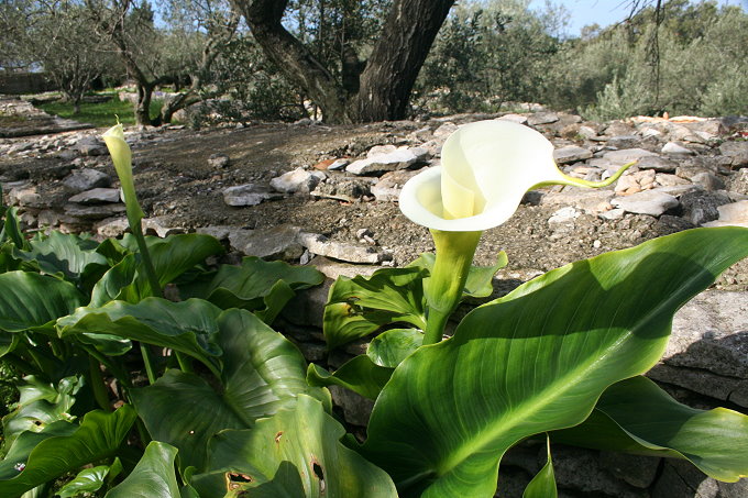 Vela Luka Frühlingsblumen