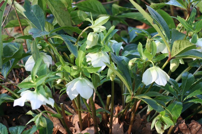 Nieswurz > Schneerose