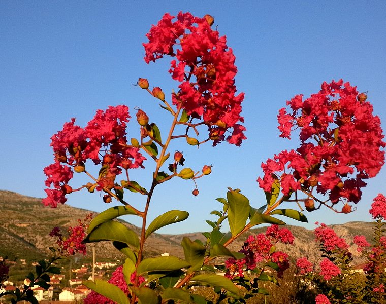 Lagerstroemia
