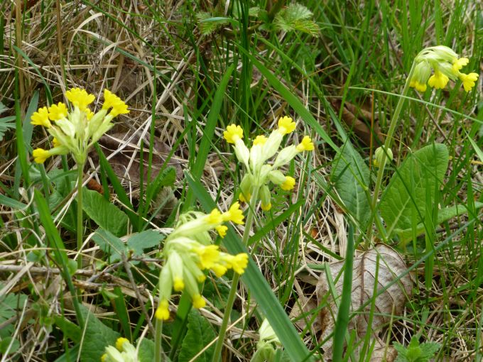 Schlüsselblumen001