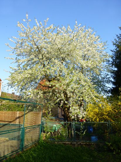 blühender Kirschbaum