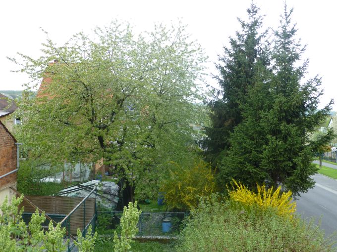 Kirschbaum im Regen HDR