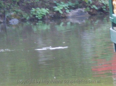 Münzesheim > Asiatischer Garten 2