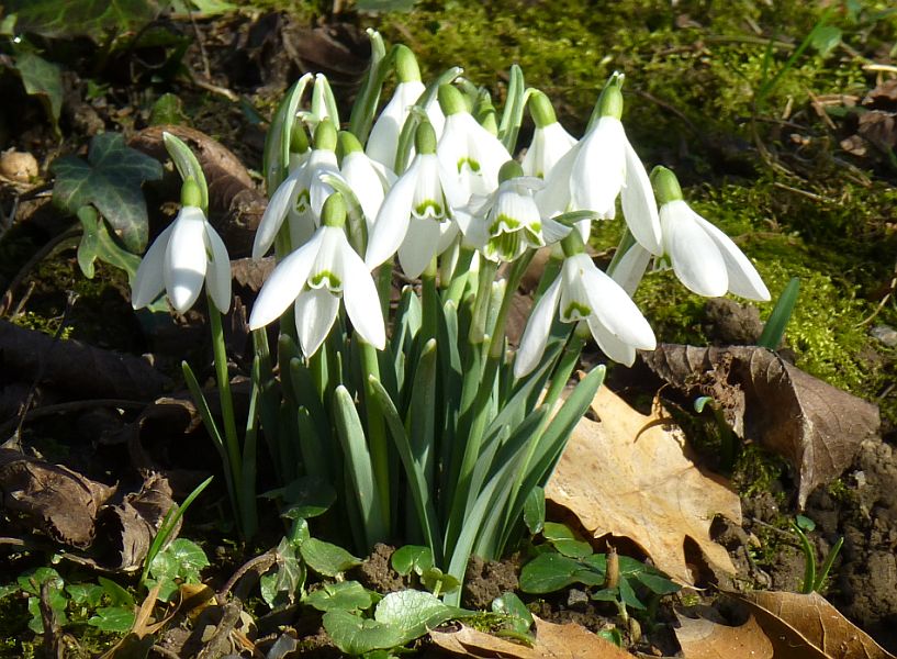 Schneeglöckchen