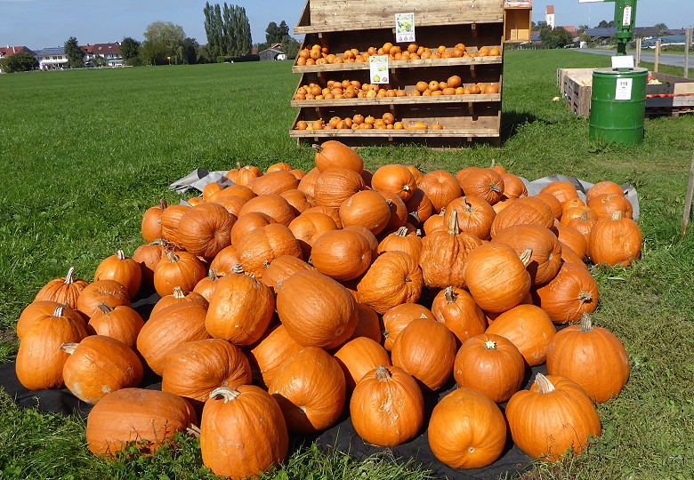 ( Kürbisse 002
