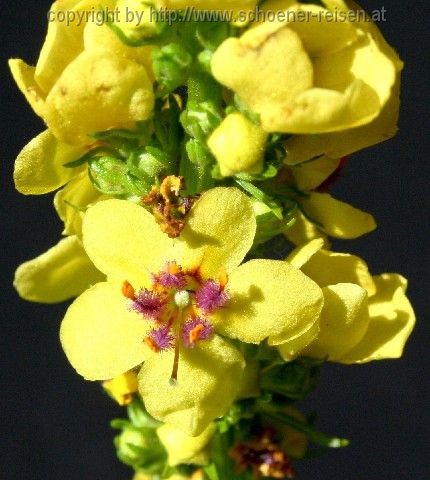 Schwarze Königskerze 4