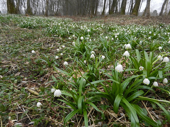 Frühlingsknotenblumen