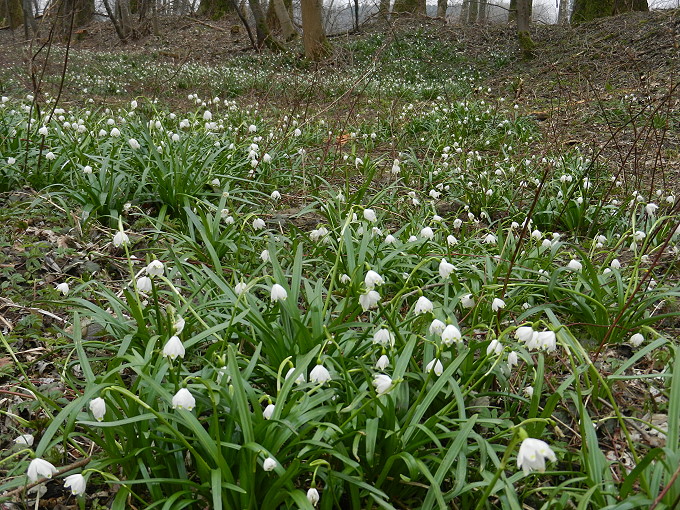 Frühlingsknotenblumen 2