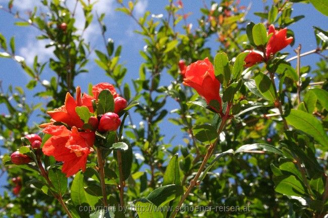 Granatapfel > Blüten
