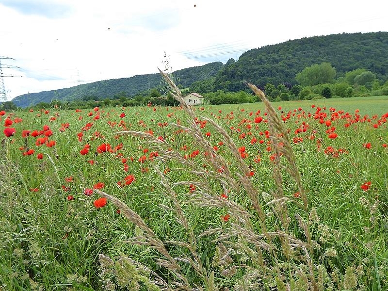 Mohn im Rapsfeld