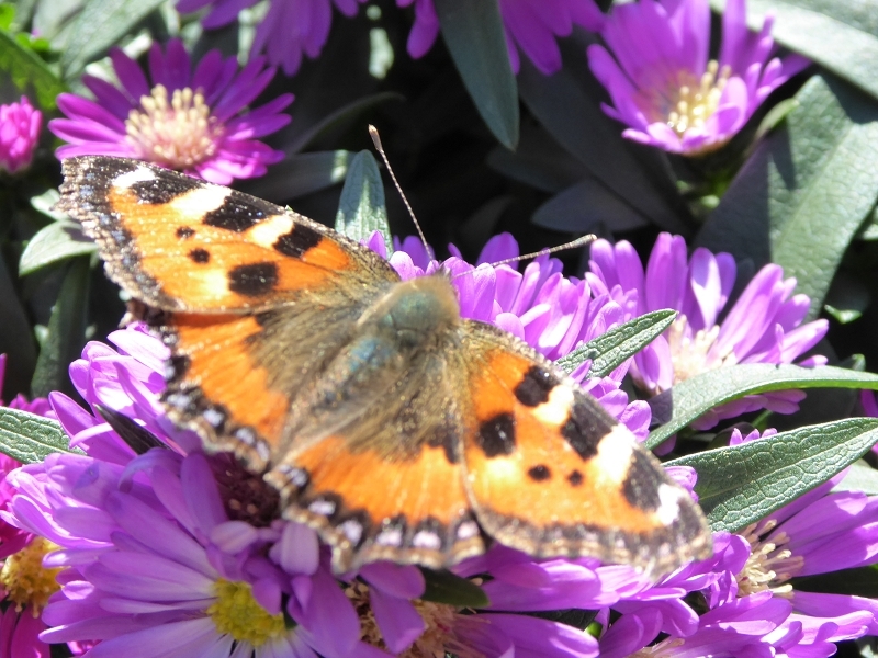 Im Garten im September 2014